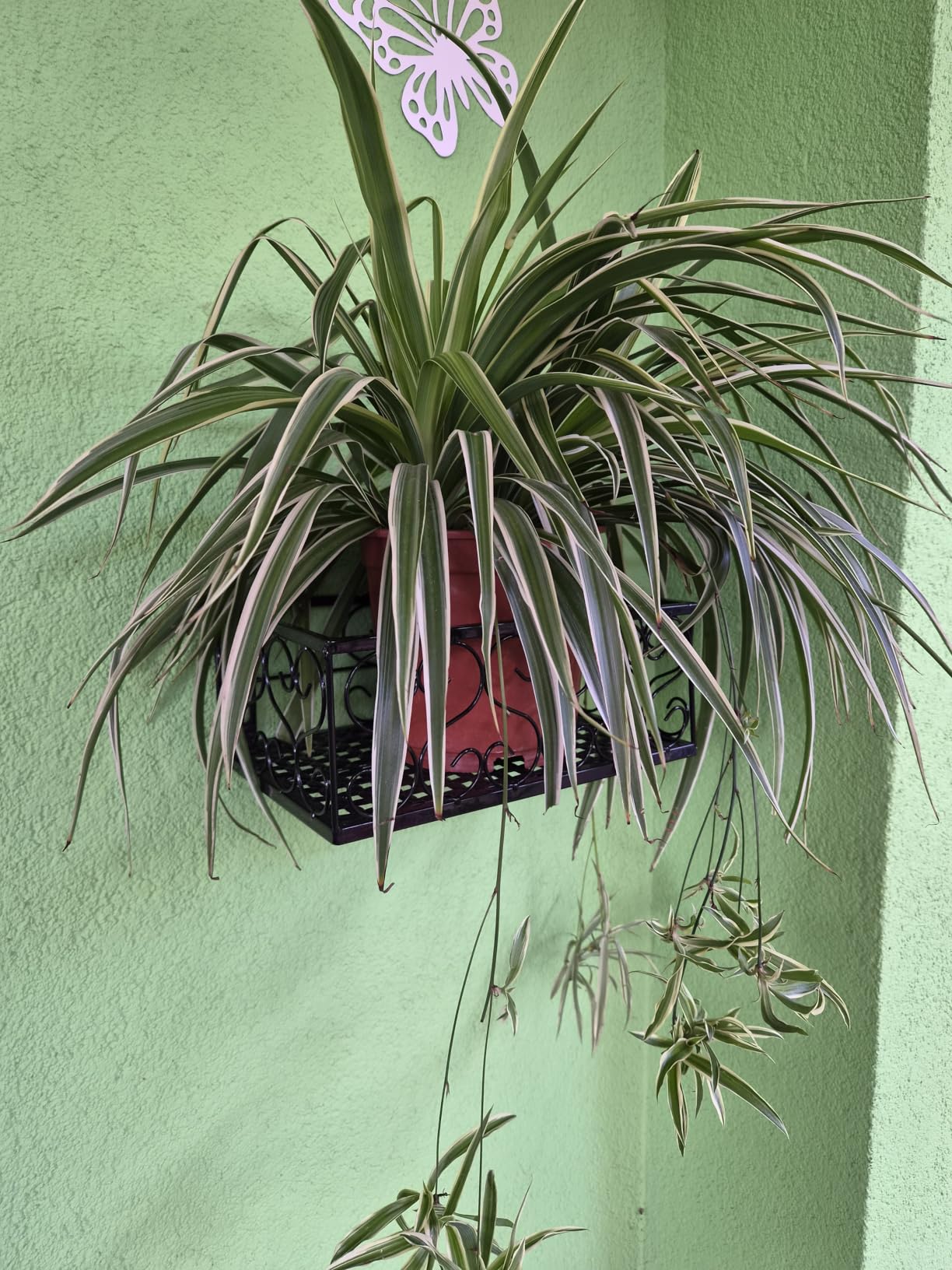 Hapivida cesto fiori ringhiera ferro nero 30 cm 6,5 cm